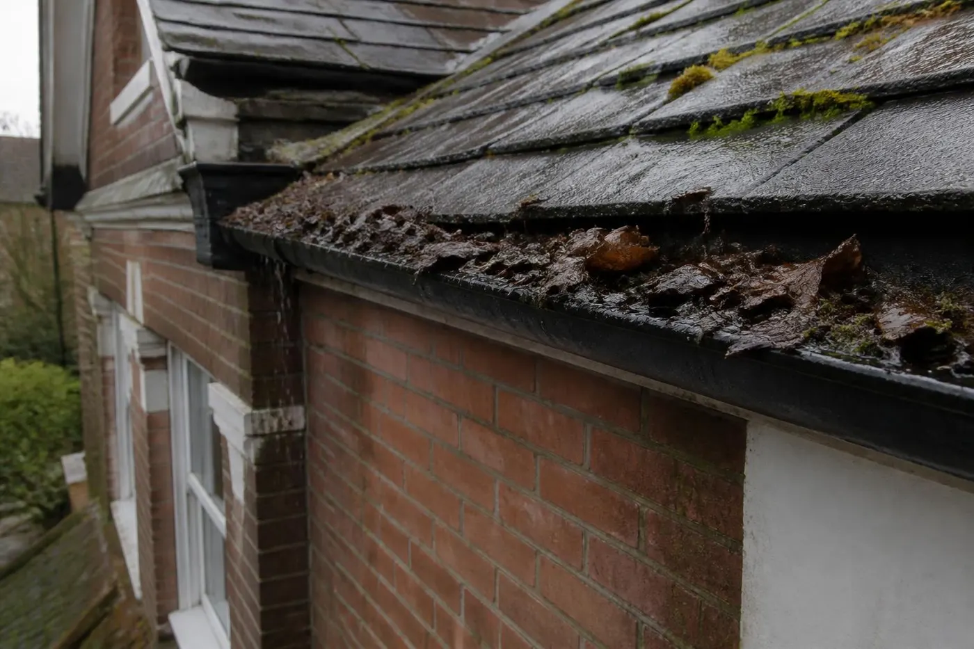 A gutter packed with wet leaves and moss on a British house roofline